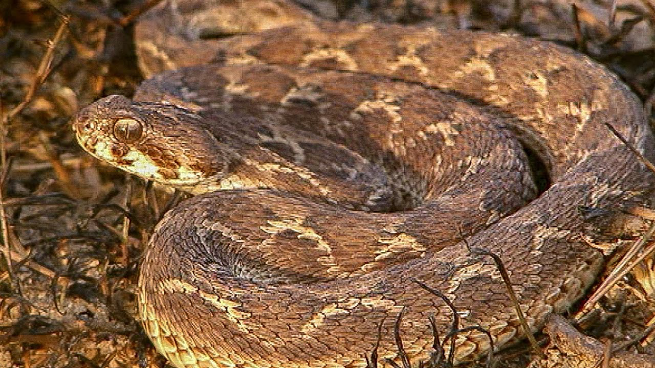 Five Venomous Snakes In Africa - Kingcyrusonline